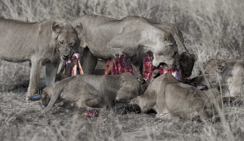 South Luangwa Lions art print by Scott Bennion for $57.95 CAD
