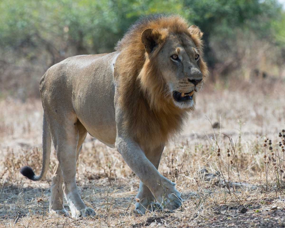 South Luangwa Lion art print by Scott Bennion for $57.95 CAD