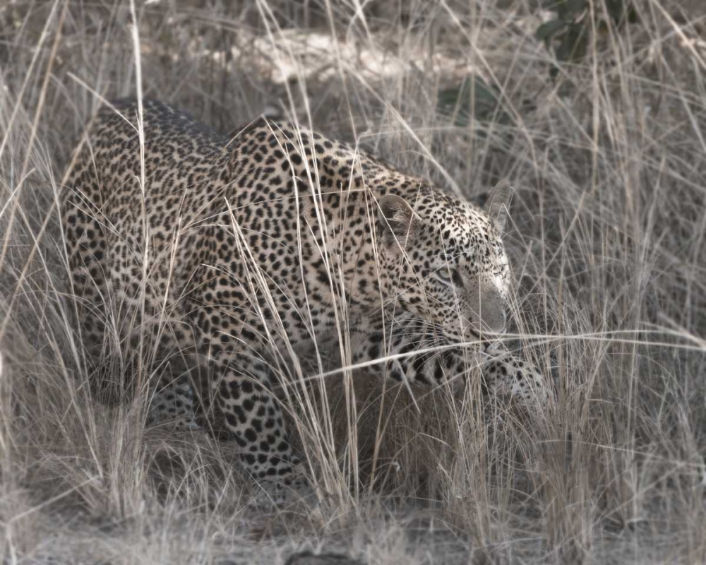 Stalking Leopard art print by Scott Bennion for $57.95 CAD