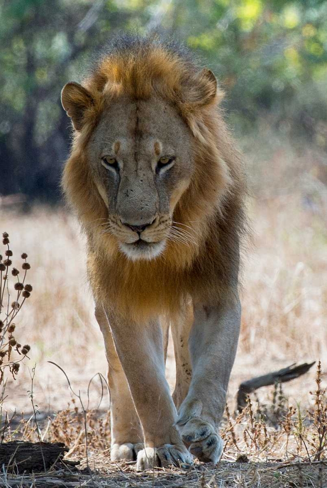 The King art print by Scott Bennion for $57.95 CAD