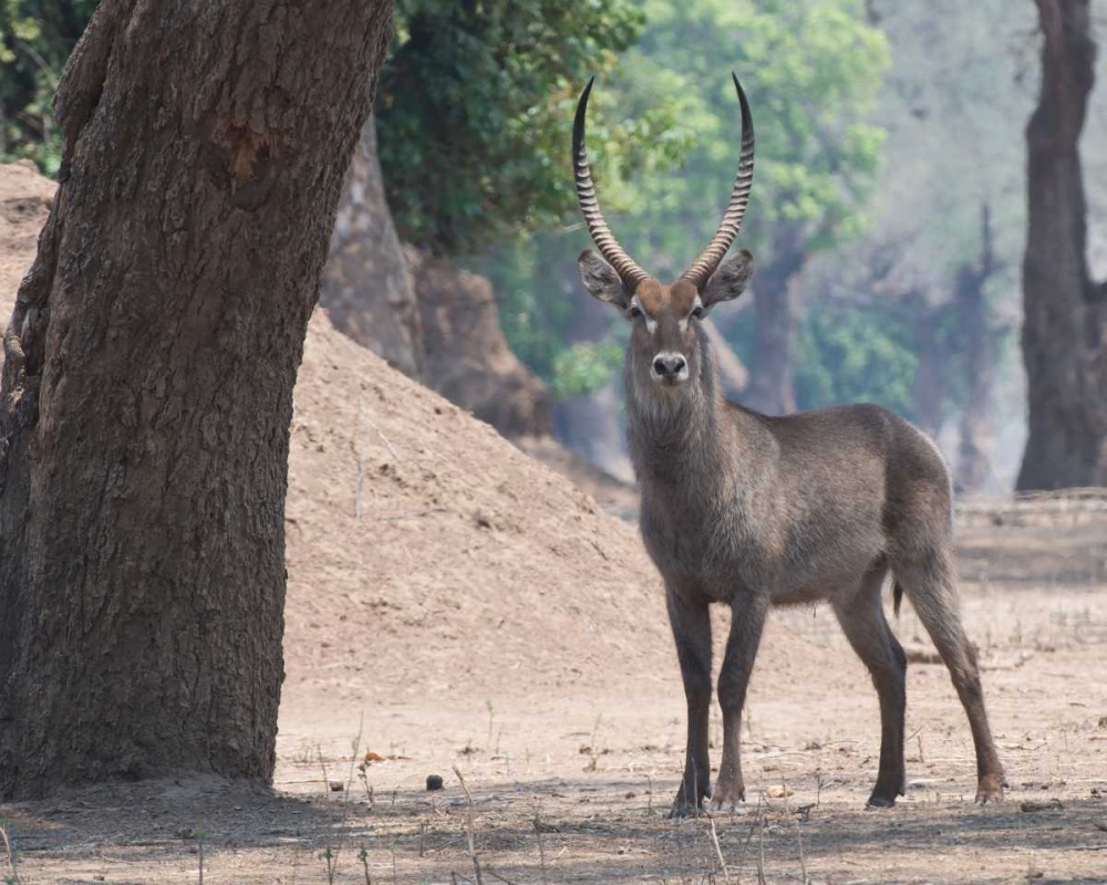 Waterbuck art print by Scott Bennion for $57.95 CAD