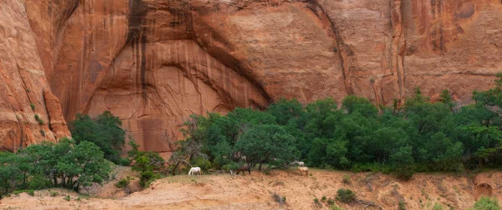 Wild Horses at Keet Seel art print by Scott Bennion for $57.95 CAD