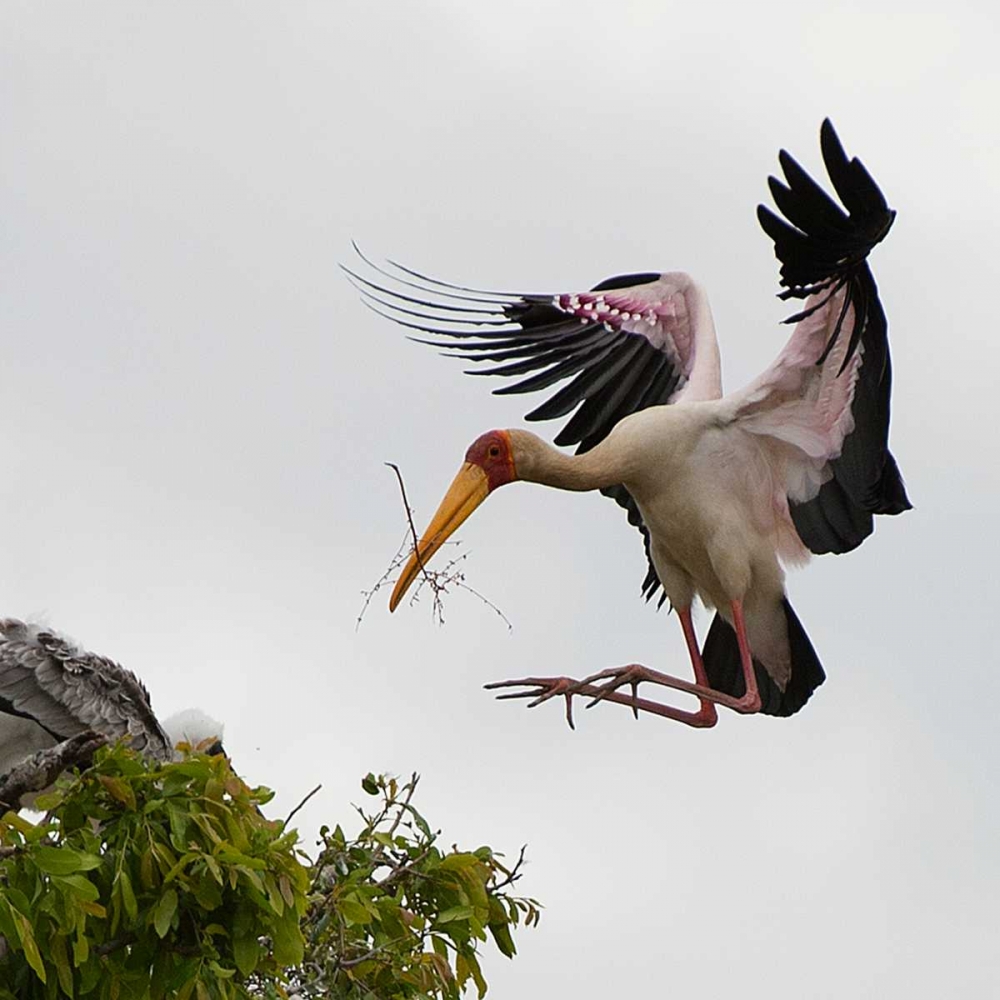 Yellow Billed Stork Nest Building art print by Scott Bennion for $57.95 CAD