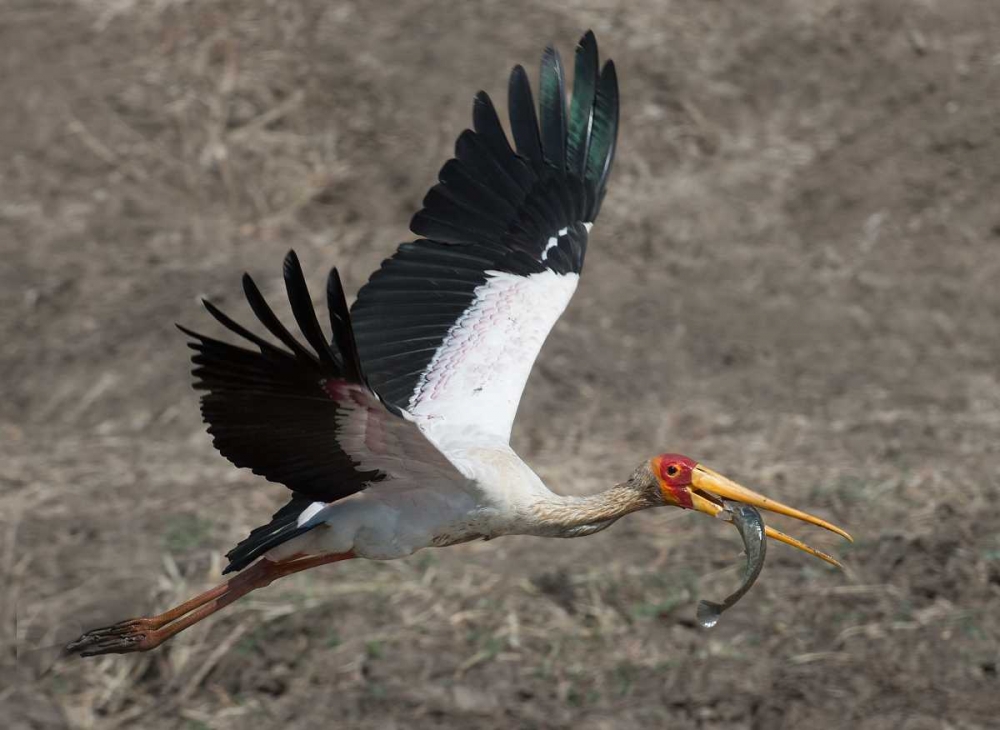 Yellow Billed Stork with Dinner art print by Scott Bennion for $57.95 CAD