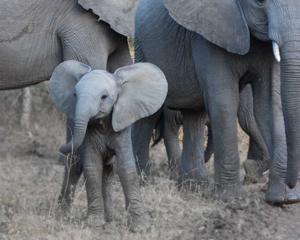 Young Elephant art print by Scott Bennion for $57.95 CAD