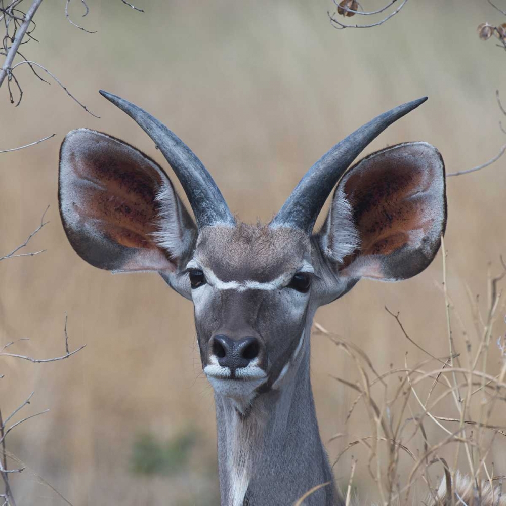 Young Kudu art print by Scott Bennion for $57.95 CAD