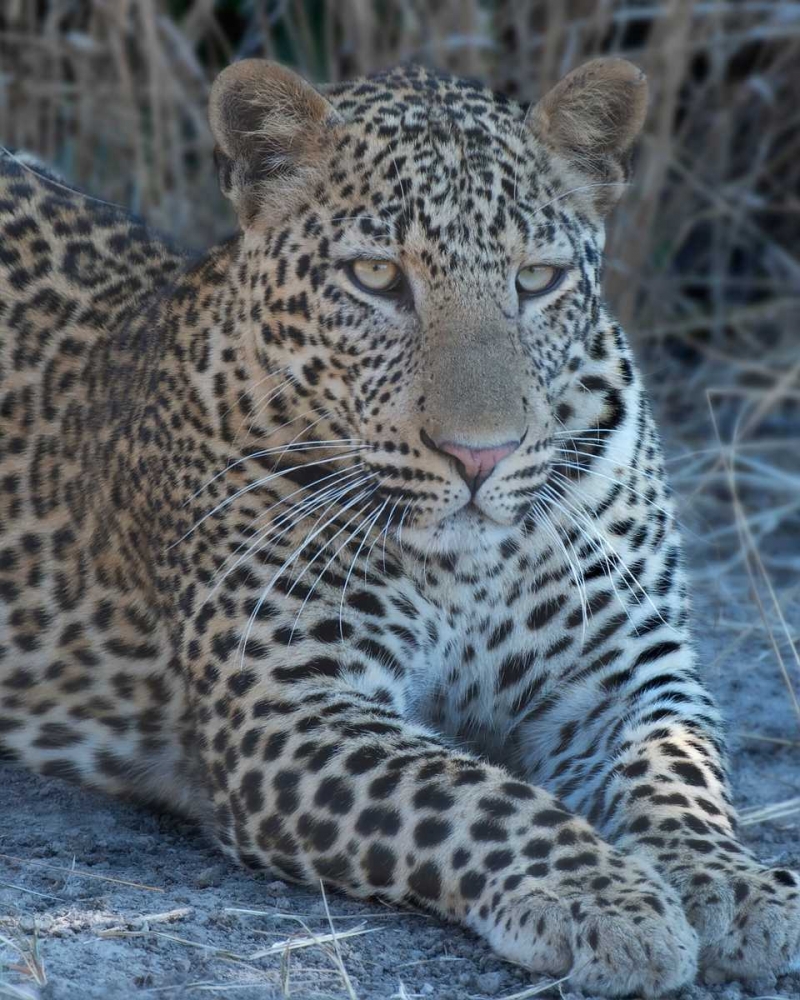 Young Leopard art print by Scott Bennion for $57.95 CAD