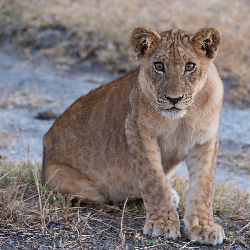 Young Lion - Zambia art print by Scott Bennion for $57.95 CAD