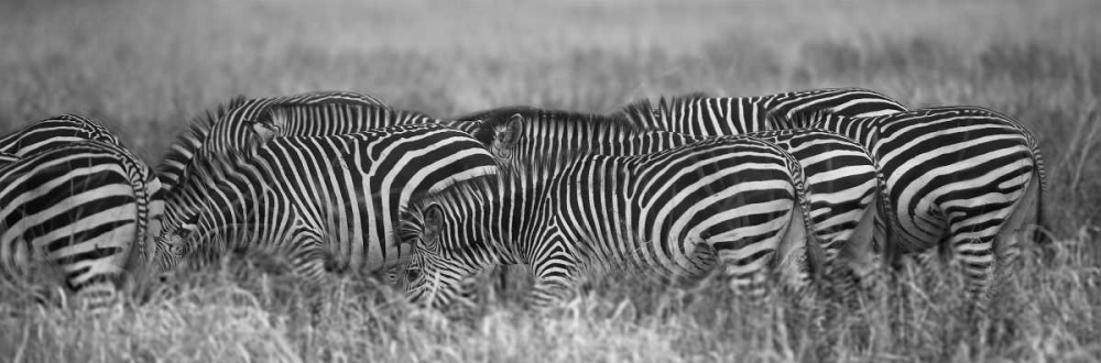 Zebra Patterns art print by Scott Bennion for $57.95 CAD