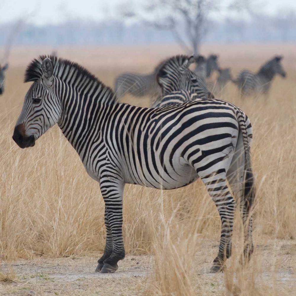 Zebras at a Glance art print by Scott Bennion for $57.95 CAD