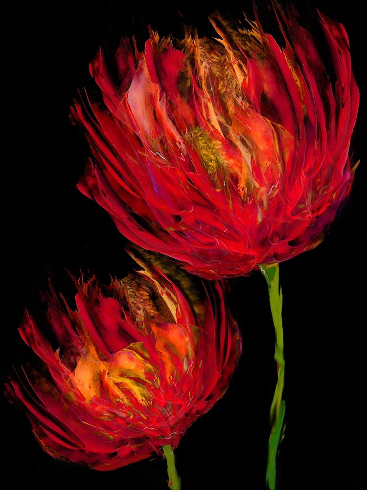 Red Tulips II art print by Vanessa Austin for $57.95 CAD