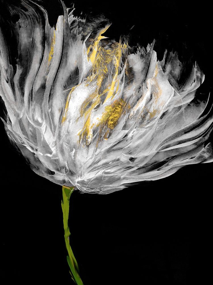 Tulips on Black I art print by Vanessa Austin for $57.95 CAD