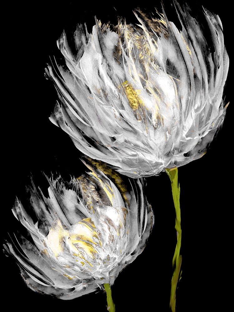 Tulips on Black II art print by Vanessa Austin for $57.95 CAD