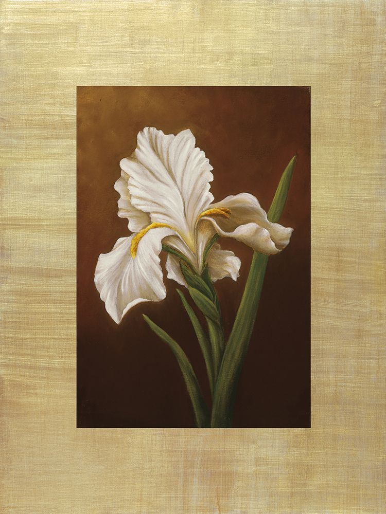 Fleur de Iris art print by Virginia Huntington for $57.95 CAD