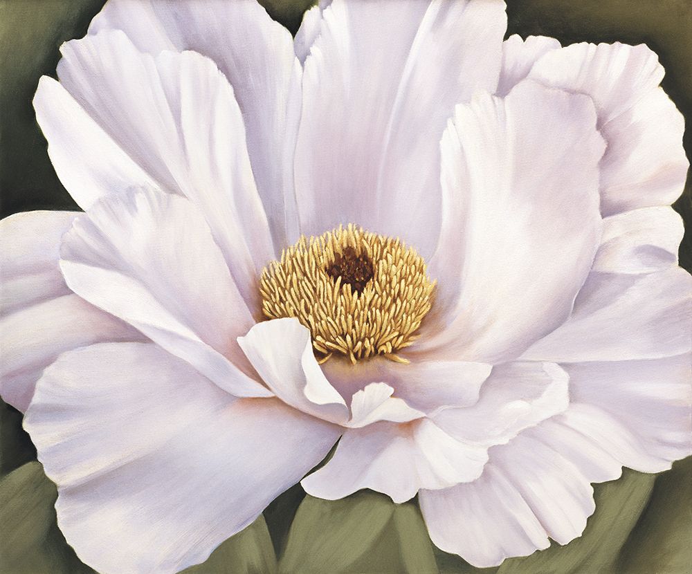 Peony art print by Virginia Huntington for $57.95 CAD