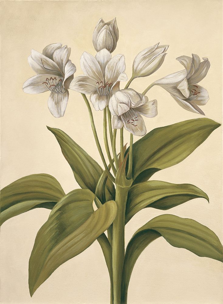 Lilies I art print by Virginia Huntington for $57.95 CAD