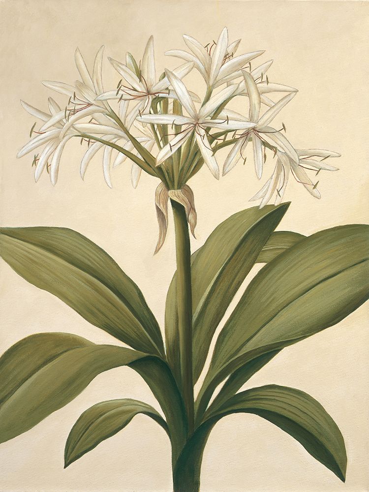 Lilies II art print by Virginia Huntington for $57.95 CAD