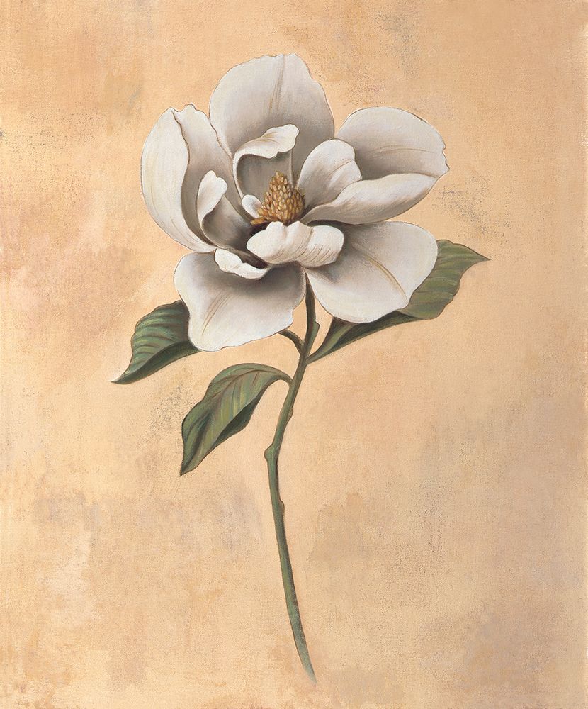 Magnolia art print by Virginia Huntington for $57.95 CAD