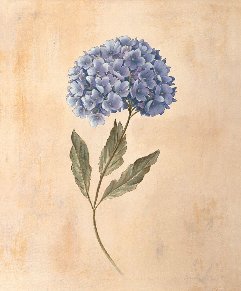 Hydrangea art print by Virginia Huntington for $57.95 CAD