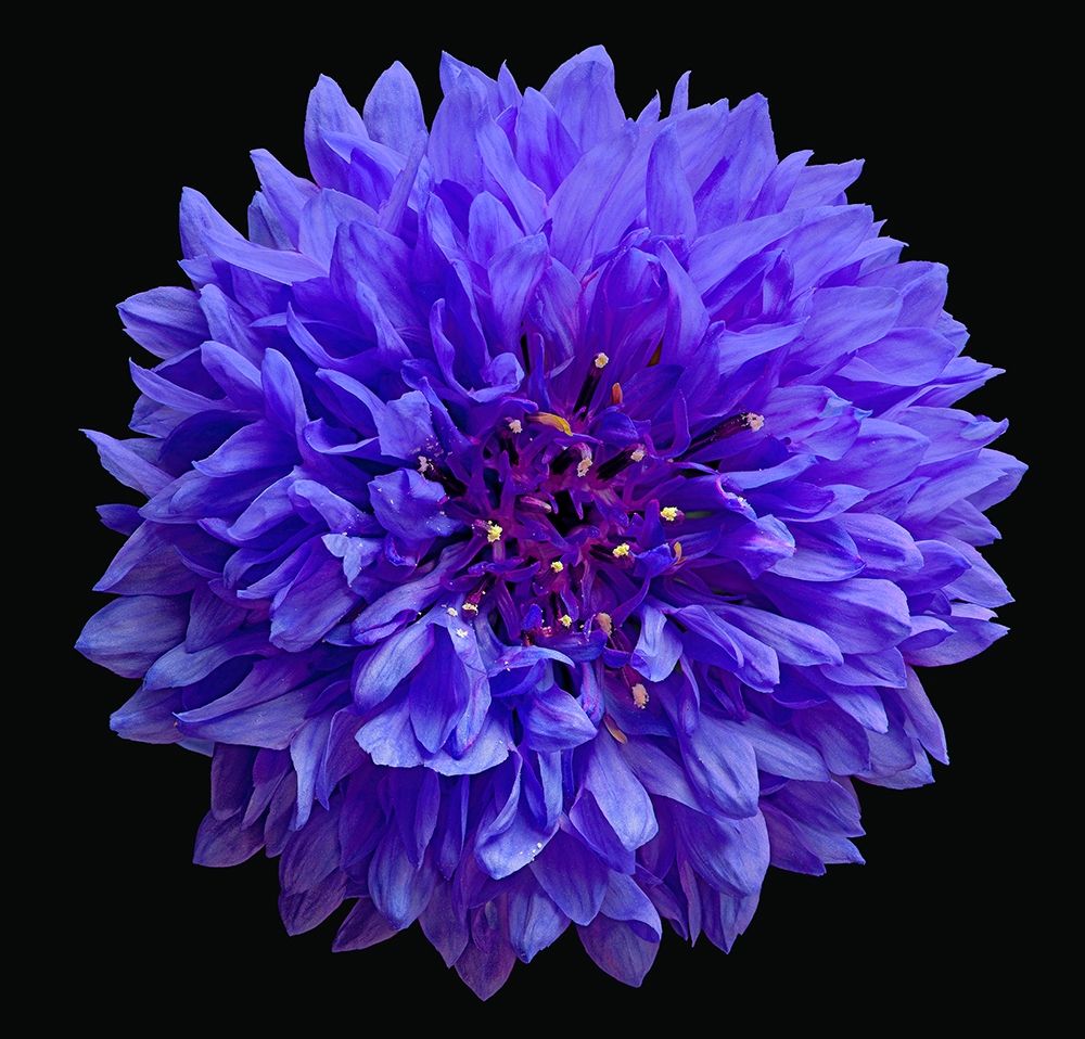 Cornflower art print by Richard Reynolds for $57.95 CAD