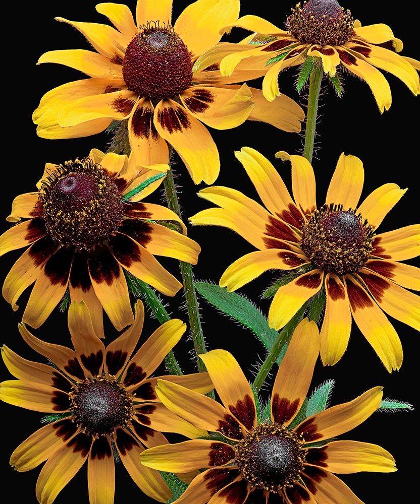 Brown-Eyed Daisy art print by Richard Reynolds for $57.95 CAD