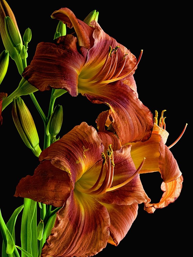 Daylily art print by Richard Reynolds for $57.95 CAD