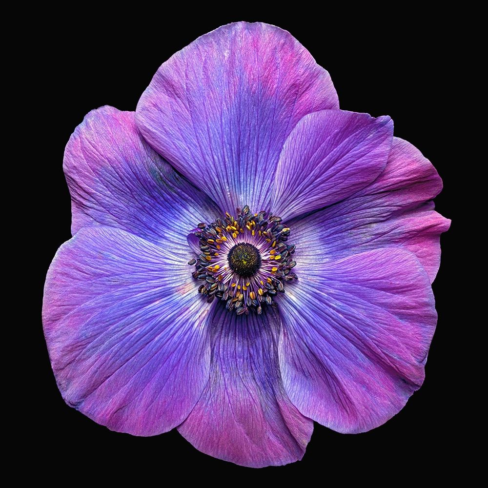 Grecian Windflower art print by Richard Reynolds for $57.95 CAD