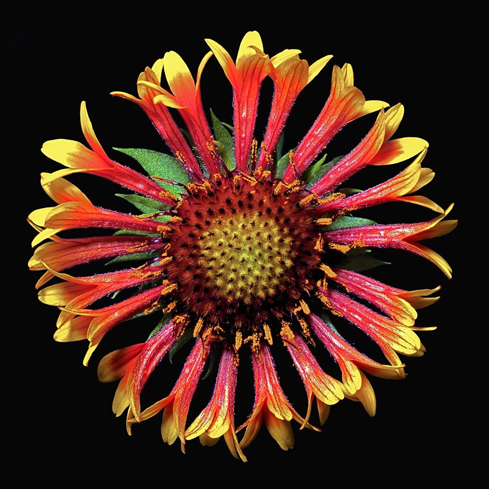 Blanket Flower ~ Fanfair art print by Richard Reynolds for $57.95 CAD