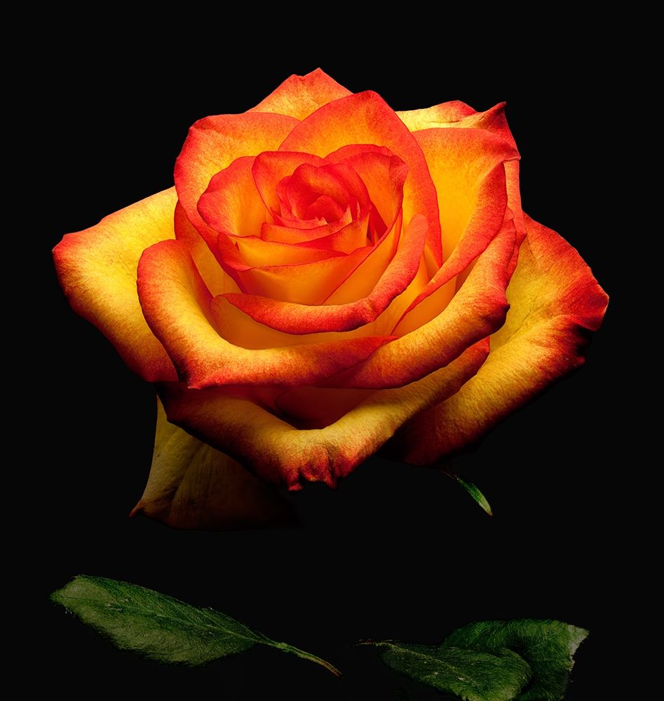 Garden Rose 2 art print by Richard Reynolds for $57.95 CAD
