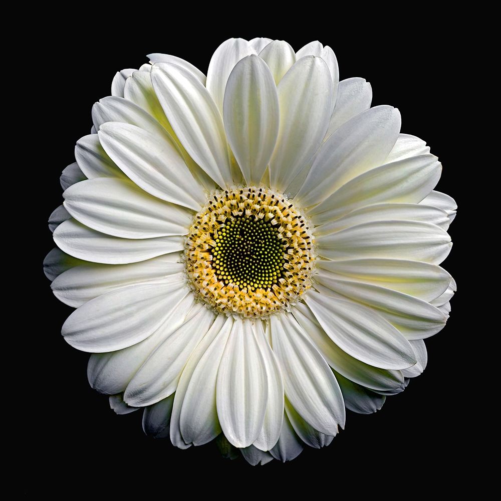 Gerbera Daisy 2 art print by Richard Reynolds for $57.95 CAD