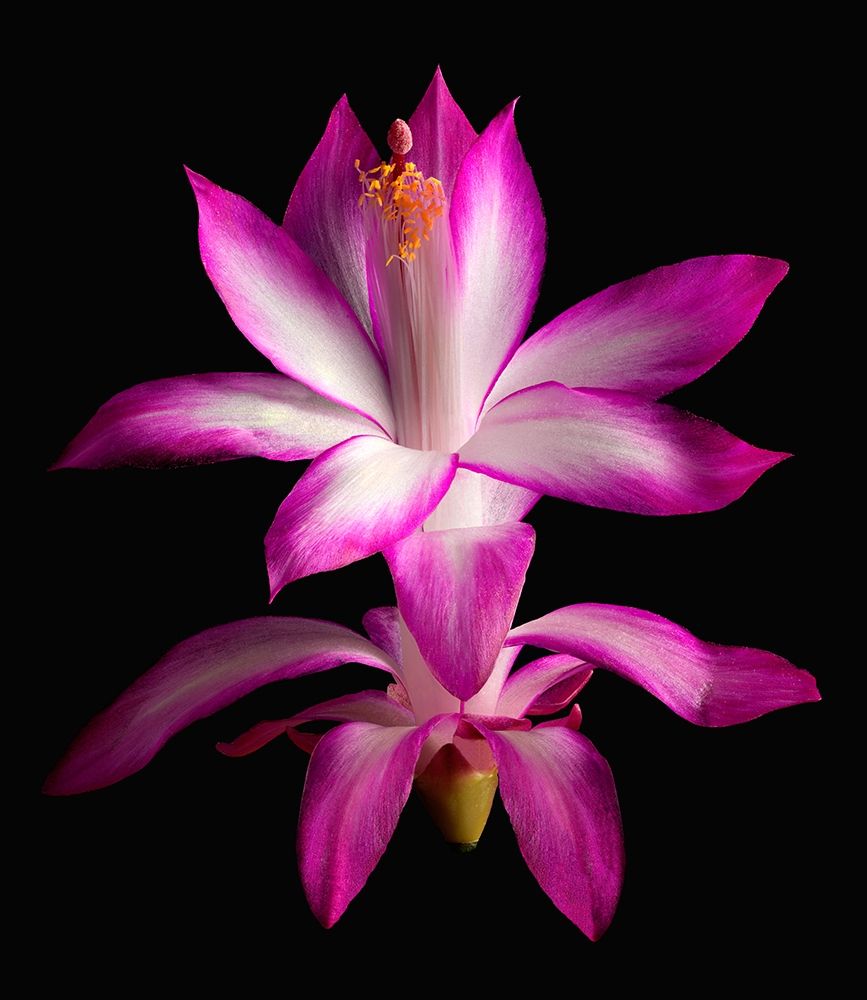 Christmas Cactus art print by Richard Reynolds for $57.95 CAD