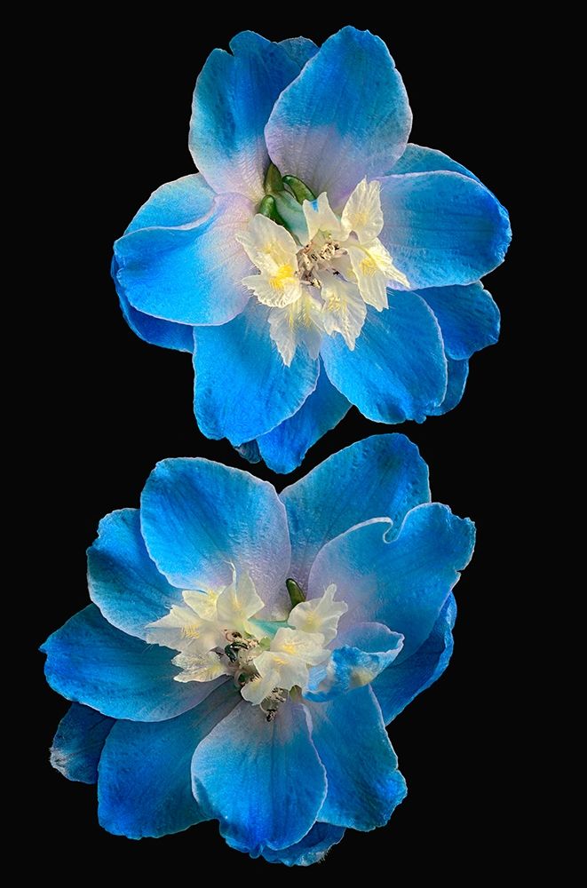 Candle Delphinium art print by Richard Reynolds for $57.95 CAD