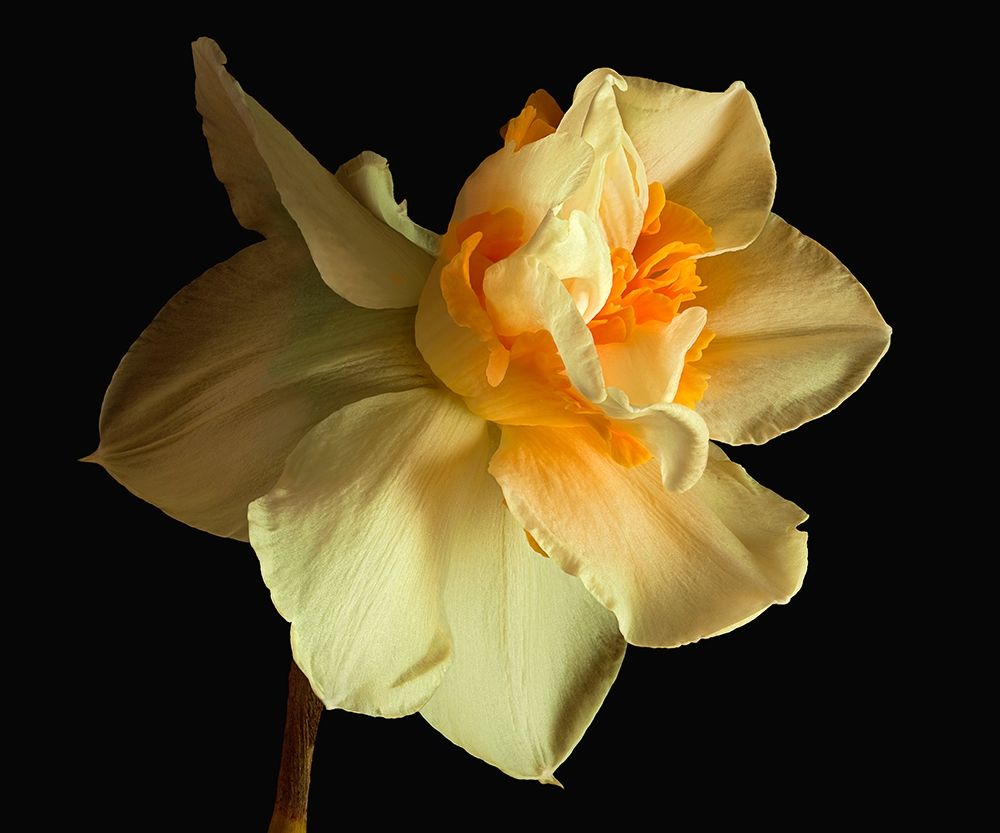 Daffodil art print by Richard Reynolds for $57.95 CAD