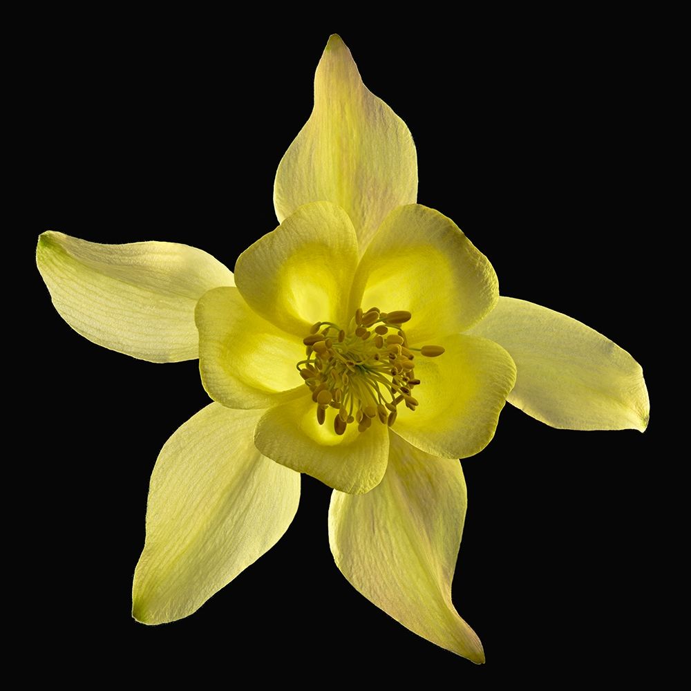Columbine ~ Origami Yellow art print by Richard Reynolds for $57.95 CAD