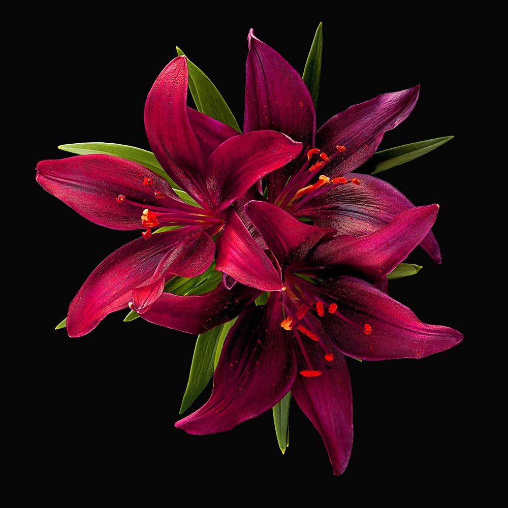 Asiatic Lily ~ Montenegro art print by Richard Reynolds for $57.95 CAD