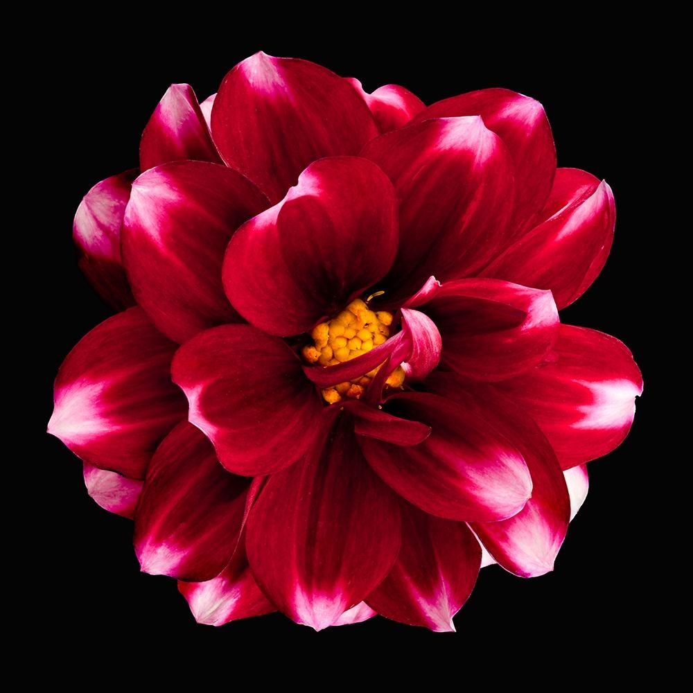 Dahlia 3 art print by Richard Reynolds for $57.95 CAD