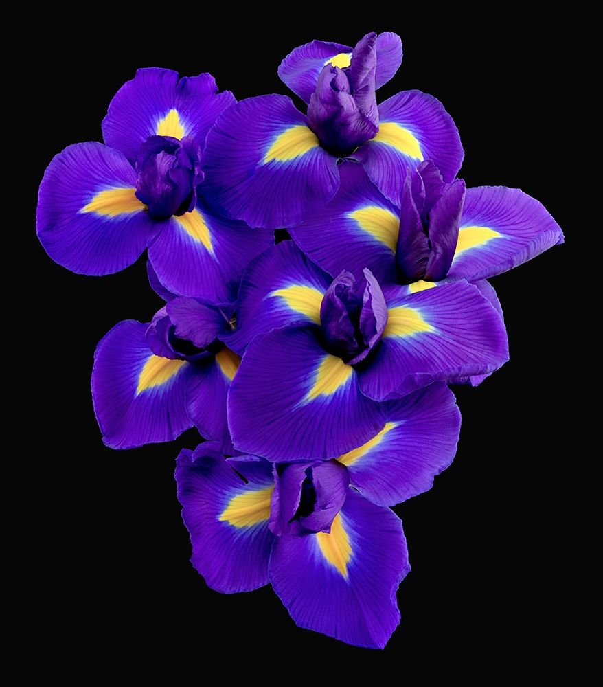 Dutch Iris art print by Richard Reynolds for $57.95 CAD