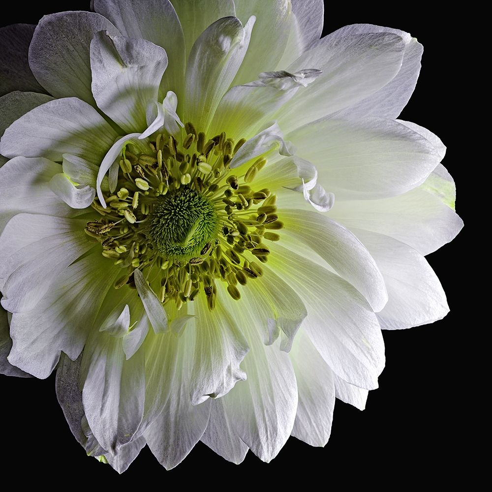 Anemone 2 art print by Richard Reynolds for $57.95 CAD