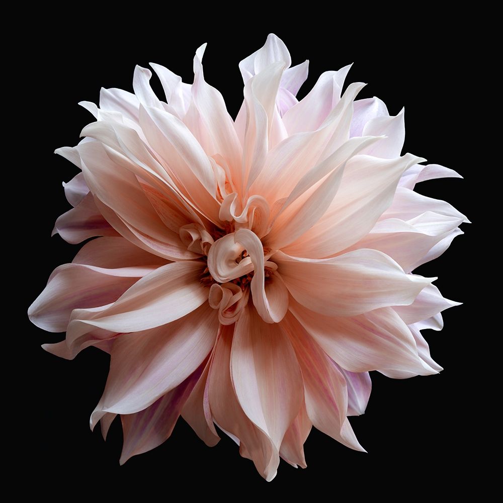 Dahlia 5 art print by Richard Reynolds for $57.95 CAD
