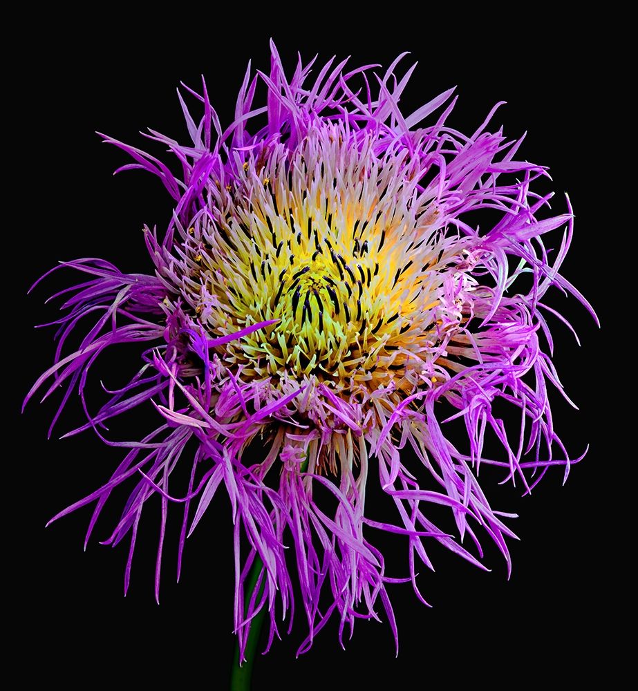 Basket Flower art print by Richard Reynolds for $57.95 CAD