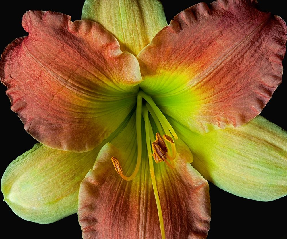 Daylily 2 art print by Richard Reynolds for $57.95 CAD