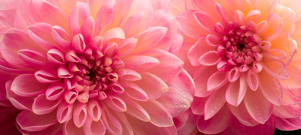 Dahlia 6 art print by Richard Reynolds for $57.95 CAD