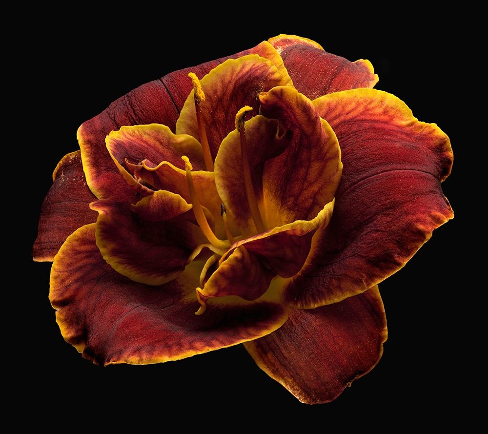Daylily ~ Night Embers art print by Richard Reynolds for $57.95 CAD