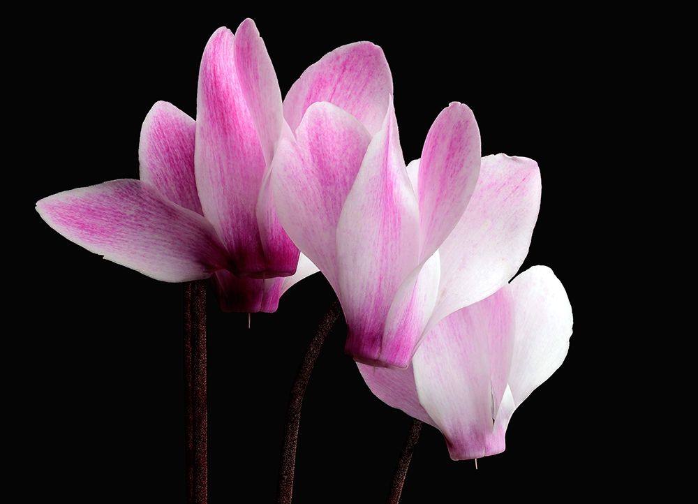 Hardy Cyclamen art print by Richard Reynolds for $57.95 CAD
