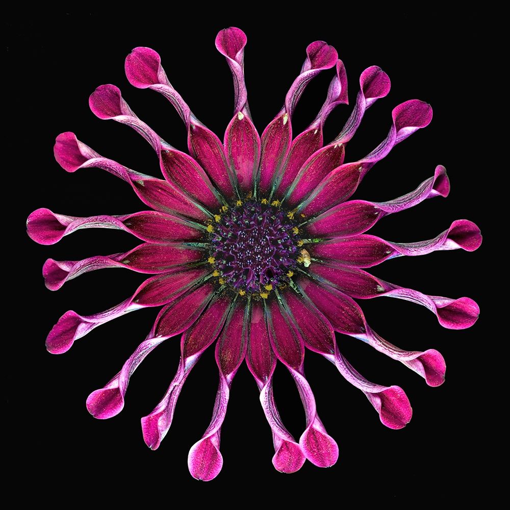 African Daisy 2 art print by Richard Reynolds for $57.95 CAD