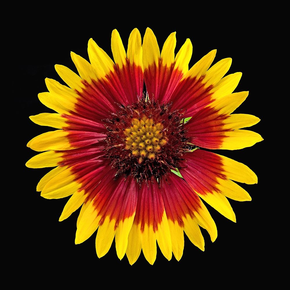 Blanket Flower art print by Richard Reynolds for $57.95 CAD
