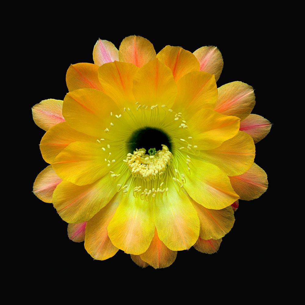Echinopsis Cactus Hybrid - Daydream art print by Richard Reynolds for $57.95 CAD