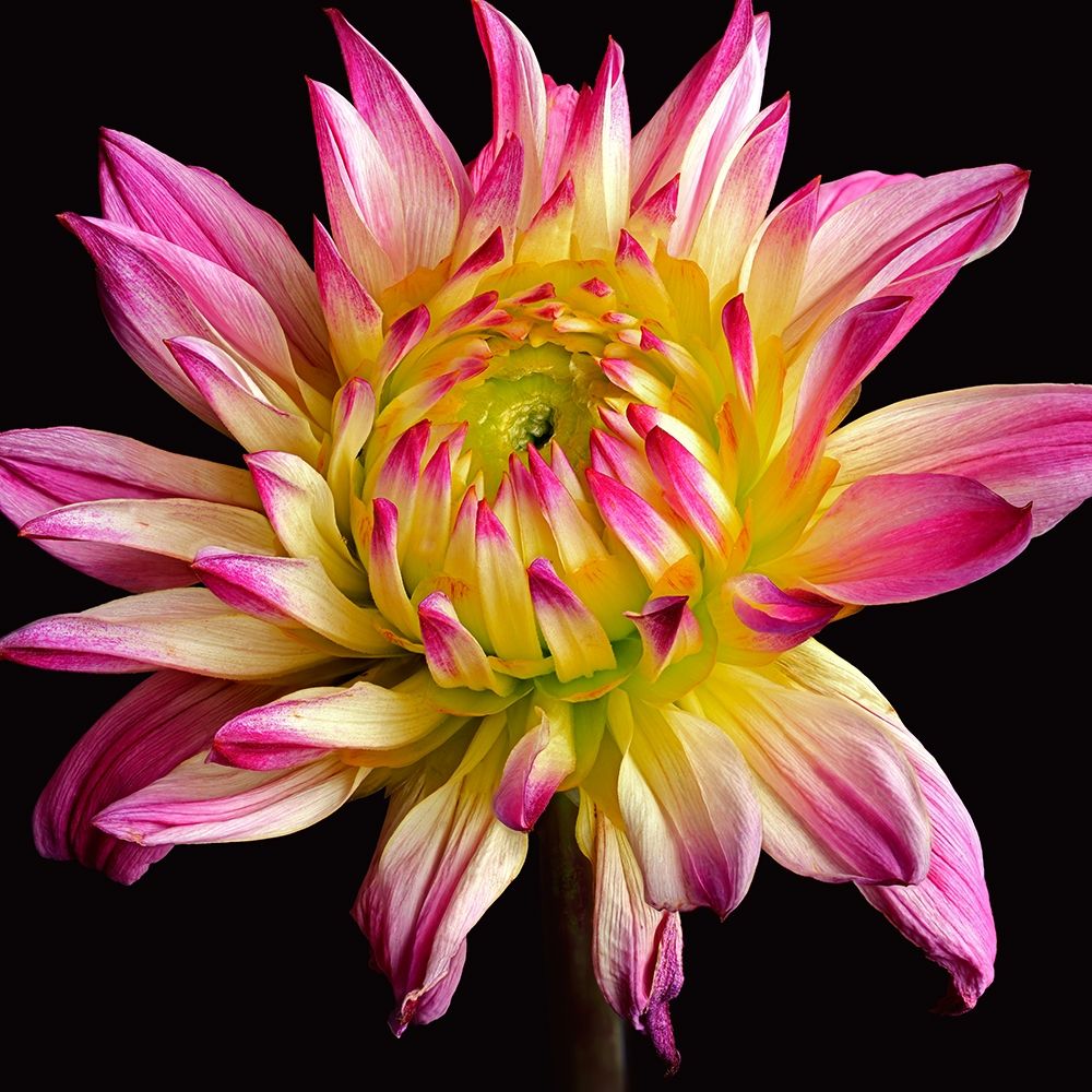 Dahlia 1 art print by Richard Reynolds for $57.95 CAD