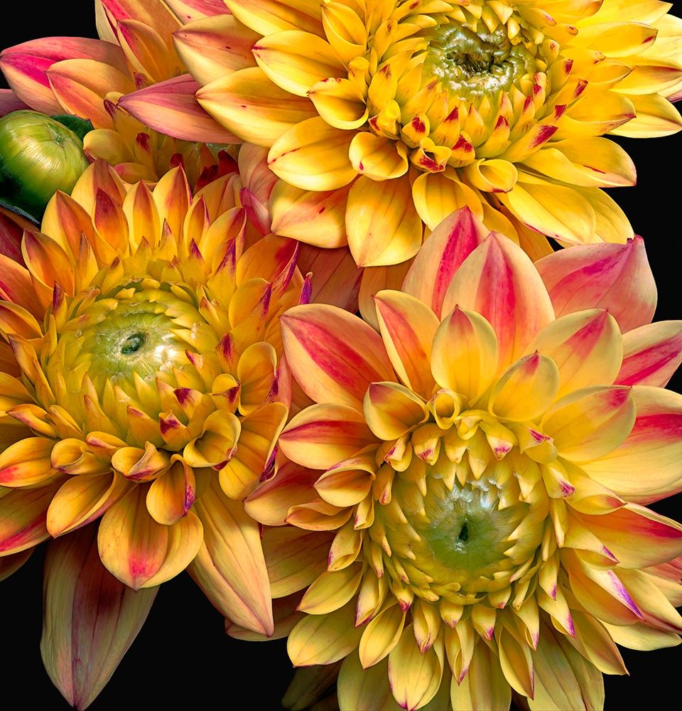 Dahlias art print by Richard Reynolds for $57.95 CAD