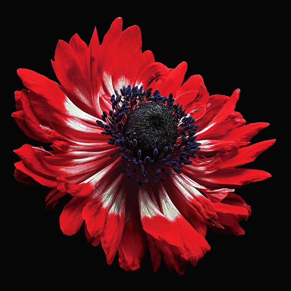 Anemone art print by Richard Reynolds for $57.95 CAD